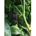 Dulce Morron Pepper Seeds