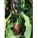 Dulce Morron Pepper Seeds