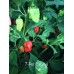 7-Pot Caramel Pepper Seeds 