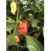 7-Pot Caramel Pepper Seeds 