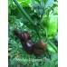 Habanero Chocolate Long Pepper Seeds 
