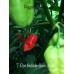 7-Pot Bubble-Gum Jobito Pepper Seeds 