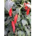 Onza Rojo Red