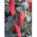 Onza Rojo Red
