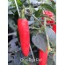 Onza Rojo Red