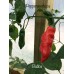 Bubba Pepper