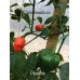 Piquante