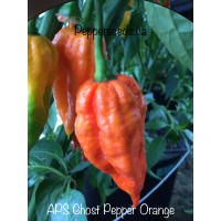 APS Ghost Pepper Orange Pepper