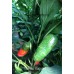 Numex Vaquero Pepper Seeds