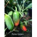 Numex Vaquero Pepper Seeds