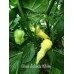 Bhut Jolokia White Pepper