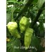 Bhut Jolokia White Pepper