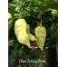 Bhut Jolokia White Pepper