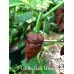 7-Pot Big Black Mama Pepper Seeds