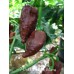 7-Pot Big Black Mama Pepper Seeds