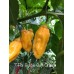 7-Pot Bubble-Gum Orange Pepper Seeds 