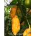 7-Pot Bubble-Gum Orange Pepper Seeds 