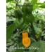7-Pot Bubble-Gum Orange Pepper Seeds 