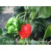 Trinidad Scorpion Moruga Red