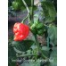 Trinidad Scorpion Moruga Red