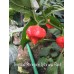 Trinidad Scorpion Moruga Red
