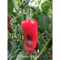 Numex Sandia Pepper Seeds 