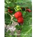 7-Pot Bubble-Gum Caramel Pepper Seeds 