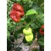 7-Pot Bubble-Gum Caramel Pepper Seeds 