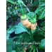 7-Pot Bubble-Gum Peach Pepper Seeds 