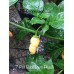7-Pot Bubble-Gum Peach Pepper Seeds 