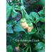 7-Pot Bubble-Gum Peach Pepper Seeds 
