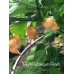 7-Pot Bubble-Gum Peach Pepper Seeds 