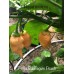 7-Pot Bubble-Gum Peach Pepper Seeds 