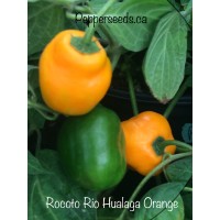 Rocoto Rio Hualaga Orange