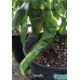Verato