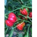 Antep Di Dolma Pepper 