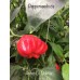 Antep Di Dolma Pepper 
