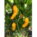 Aji Picante Pepper Seeds