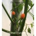 Capsicum Praetermissum Pepper