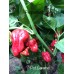 7-Pot Caramel Pepper Seeds 