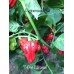 7-Pot Caramel Pepper Seeds 