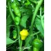 Lima Picante
