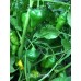 Lima Picante