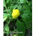 Lima Picante