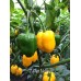 7-Pot Nebru Pepper Seeds