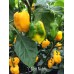 7-Pot Nebru Pepper Seeds