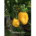 7-Pot Congo Yellow Pepper Seeds 