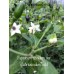 Capsicum annuum var. glabriusculum wild Pepper Seeds