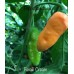 Fatalii Cream Pepper Seeds 