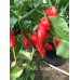 Devils Tongue Red Pepper Seeds